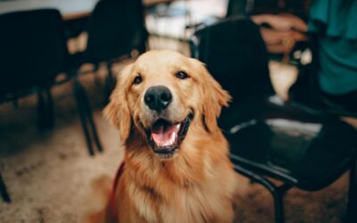 Does Insurance Cover Dog Bites?